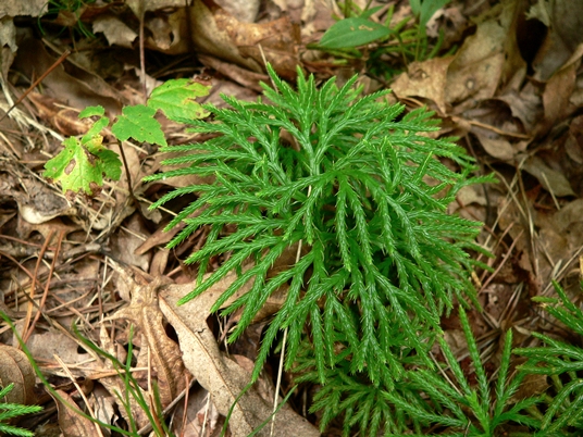 {Diphasiastrum digitatum}